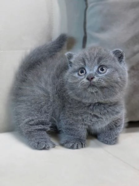 Due cucciole british shorthair | Foto 0