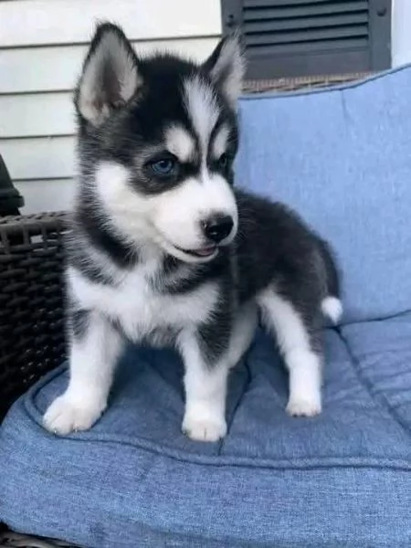Regalo Siberian husky cucciolo