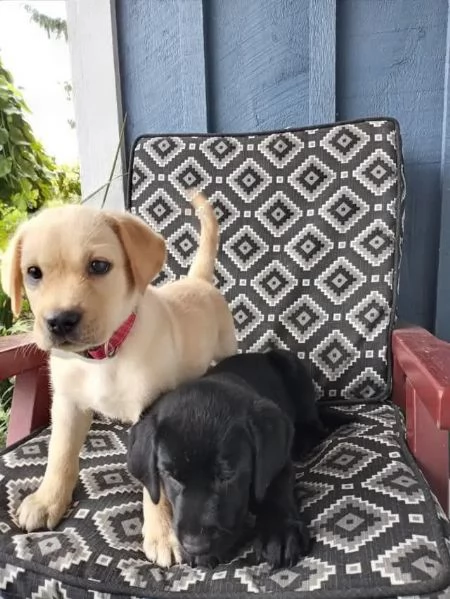 adorabili cuccioli di Labrador,  | Foto 1