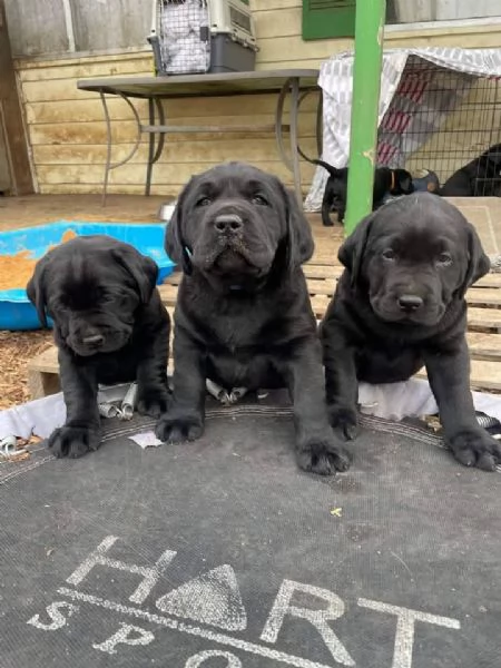 adorabili cuccioli di Labrador,  | Foto 0