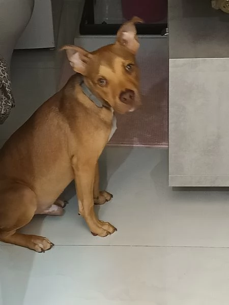 CUCCIOLO PITBULL RED NOSE CERCA CASA | Foto 3