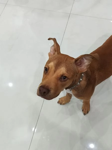 CUCCIOLO PITBULL RED NOSE CERCA CASA