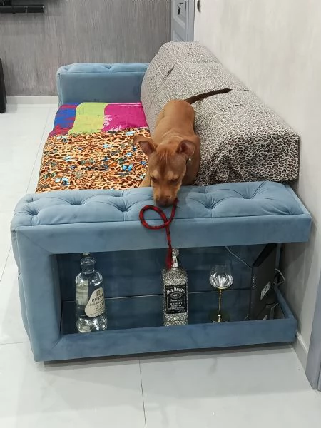 CUCCIOLO PITBULL RED NOSE CERCA CASA | Foto 2