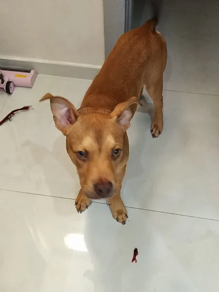 CUCCIOLO PITBULL RED NOSE CERCA CASA | Foto 1