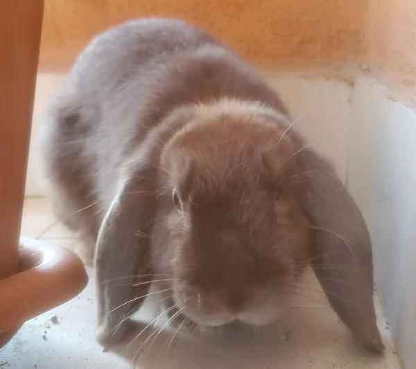 Coniglia ariete nano | Foto 2