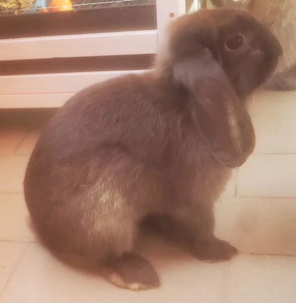 Coniglia ariete nano