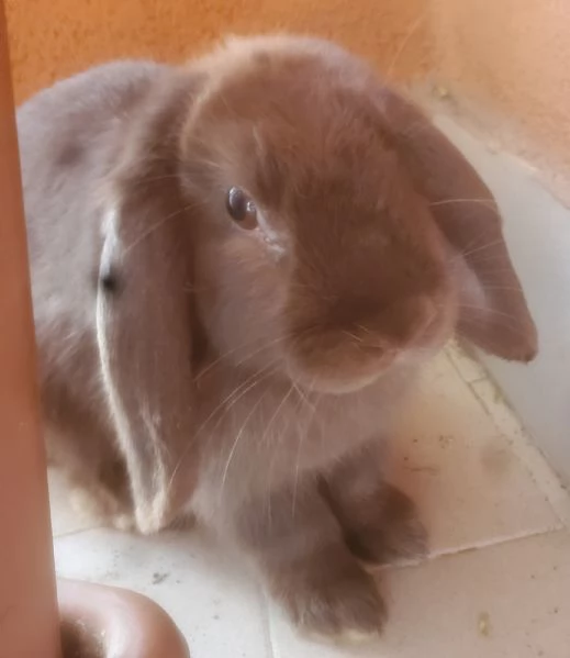 Coniglia ariete nano | Foto 1