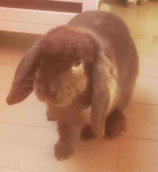 Coniglia ariete nano | Foto 0