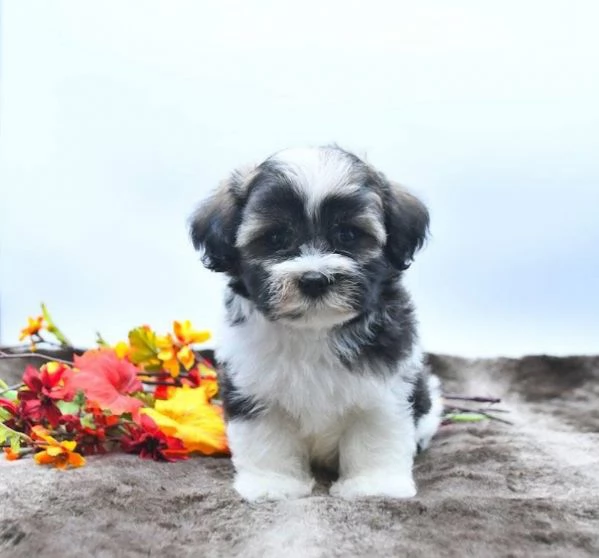 Shih Tzu Mini Toy (cuccioli maschio e femmina)