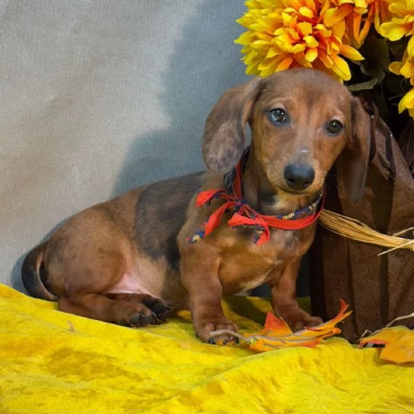 Bassotto nana (cuccioli maschio e femmina) | Foto 2