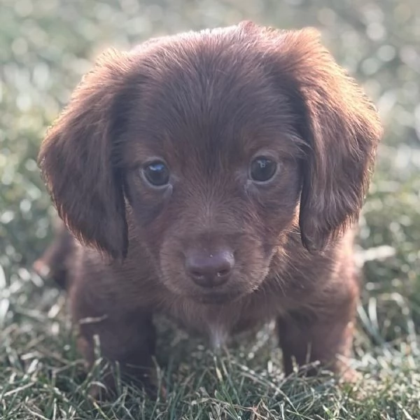 Bassotto nana (cuccioli maschio e femmina) | Foto 1