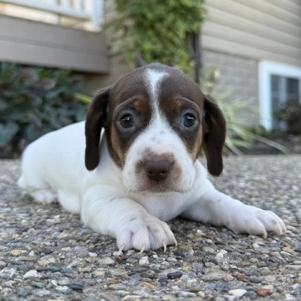 Bassotto nana (cuccioli maschio e femmina) | Foto 0