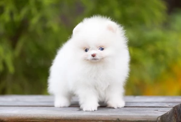 3. Pomeranian Toy (cuccioli maschio e femmina)