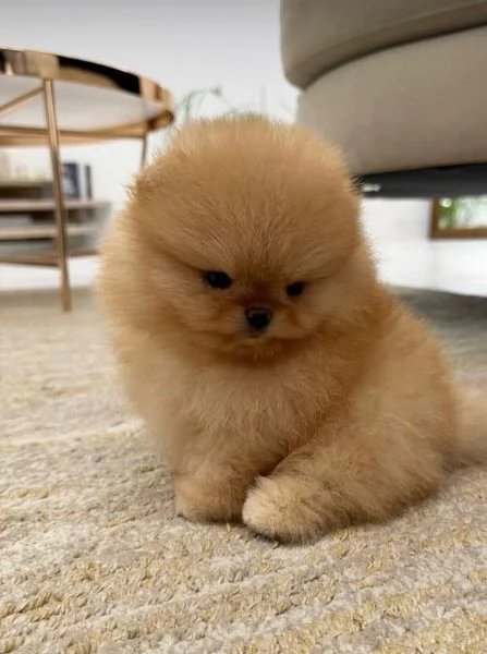 3. Pomeranian Toy (cuccioli maschio e femmina) | Foto 0