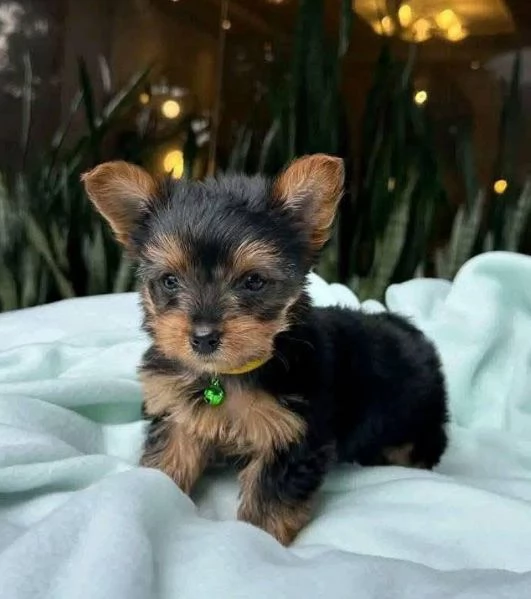 Yorkshire Terrier (cuccioli maschio e femmina)