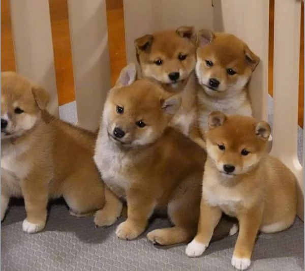 Shiba Inu  (cuccioli maschio e femmina)