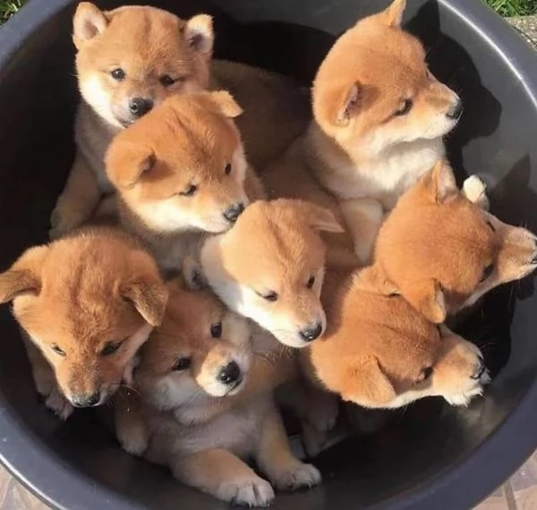 Shiba Inu  (cuccioli maschio e femmina) | Foto 0