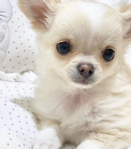  Chihuahua (cuccioli maschio e femmina) | Foto 1