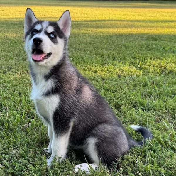 Siberian Husky (cuccioli maschio e femmina)