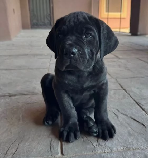 Cane Corso (cuccioli maschio e femmina) | Foto 1