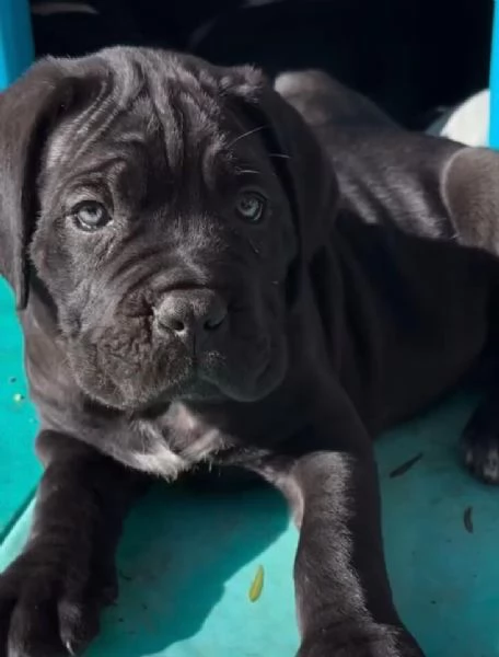Cane Corso (cuccioli maschio e femmina) | Foto 0