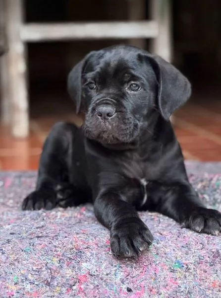 Cane Corso (cuccioli maschio e femmina)