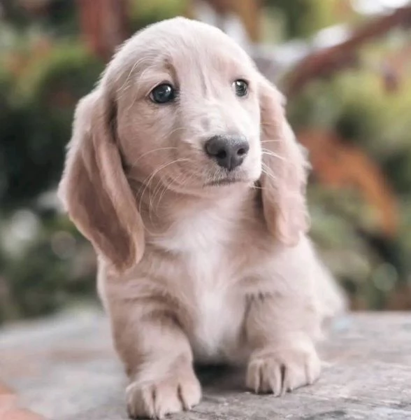 Bassotto nana (cuccioli maschio e femmina) | Foto 2