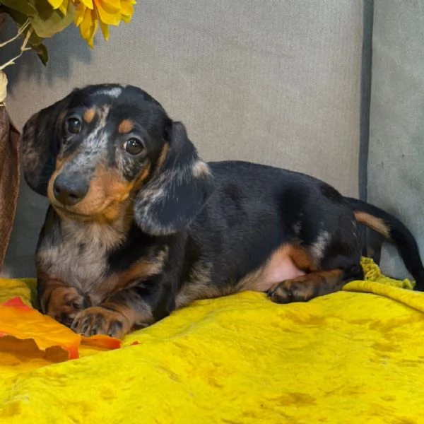 Bassotto nana (cuccioli maschio e femmina)