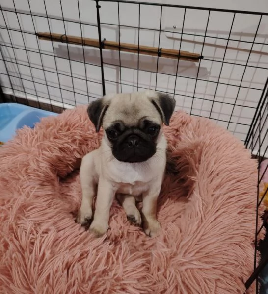 Carlino (cuccioli maschio e femmina) | Foto 0