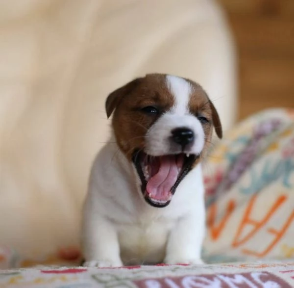 Jack Russell (cuccioli maschio e femmina) | Foto 1