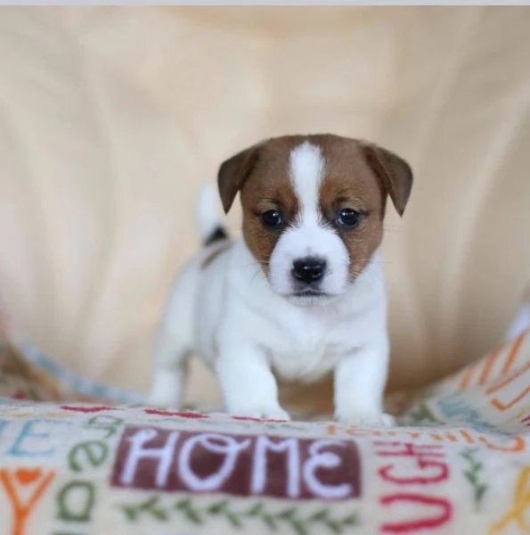 Jack Russell (cuccioli maschio e femmina) | Foto 0