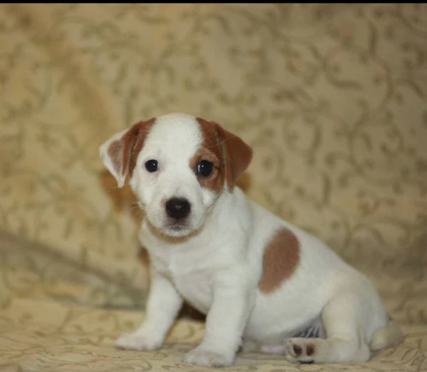Jack Russell (cuccioli maschio e femmina)
