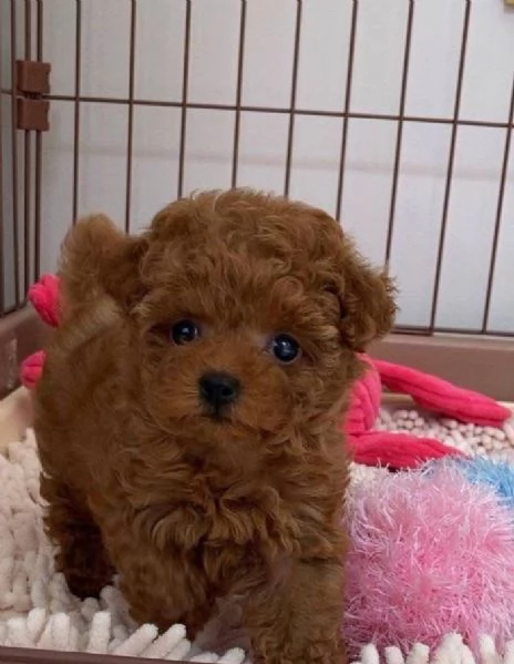 Barboncino Toy (cuccioli maschio e femmina) | Foto 0