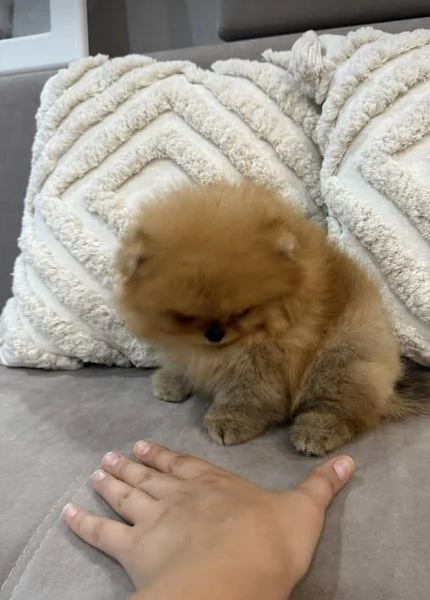 Pomeranian Toy (cuccioli maschio e femmina) | Foto 0