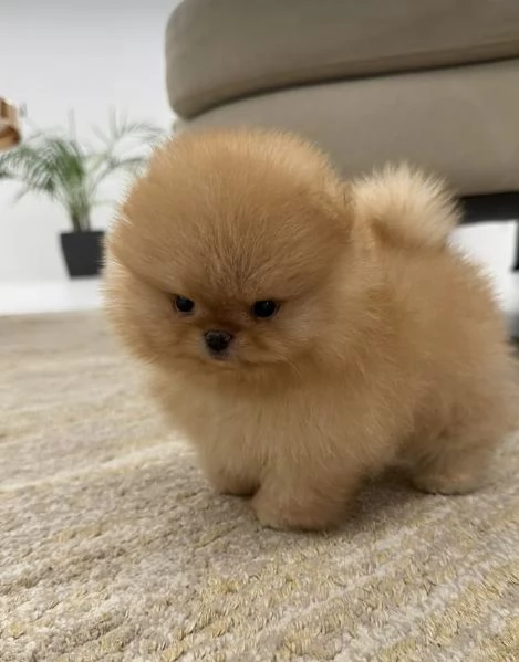 Pomeranian Toy (cuccioli maschio e femmina)