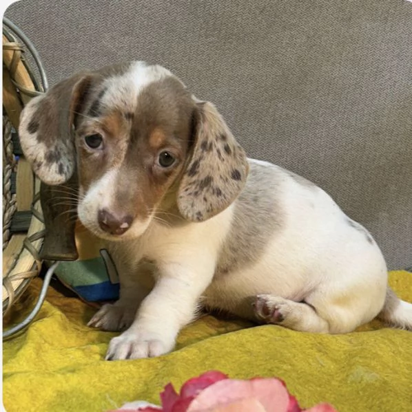 Bassotto (cuccioli maschio e femmina) | Foto 0