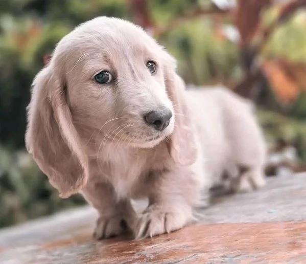 Bassotto (cuccioli maschio e femmina)