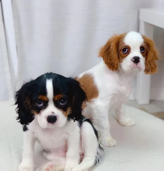 Cavalier King Charles (cuccioli maschio e femmina)