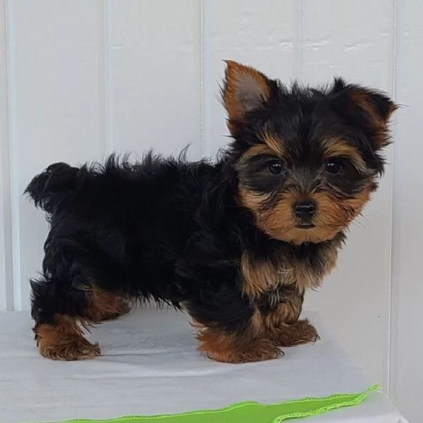 Yorkshire Terrier (cuccioli maschio e femmina) | Foto 0