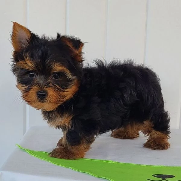 Yorkshire Terrier (cuccioli maschio e femmina)