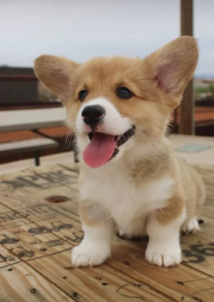 Welsh Corgi (cuccioli maschio e femmina) | Foto 0