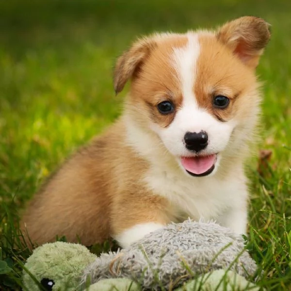 Welsh Corgi (cuccioli maschio e femmina)