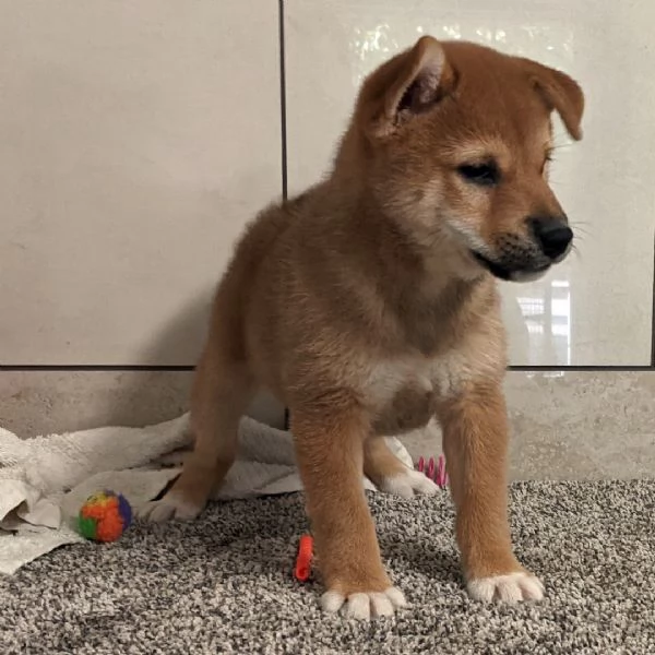 Shiba Inu  (cuccioli maschio e femmina)