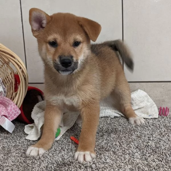 Shiba Inu  (cuccioli maschio e femmina) | Foto 0