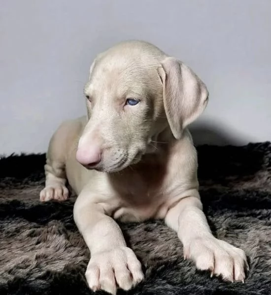 Dobermann (cuccioli maschio e femmina)