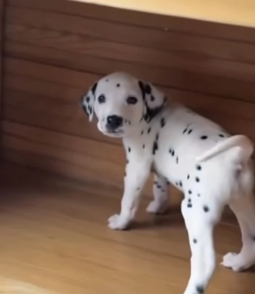 Dalmata  (cuccioli maschio e femmina)