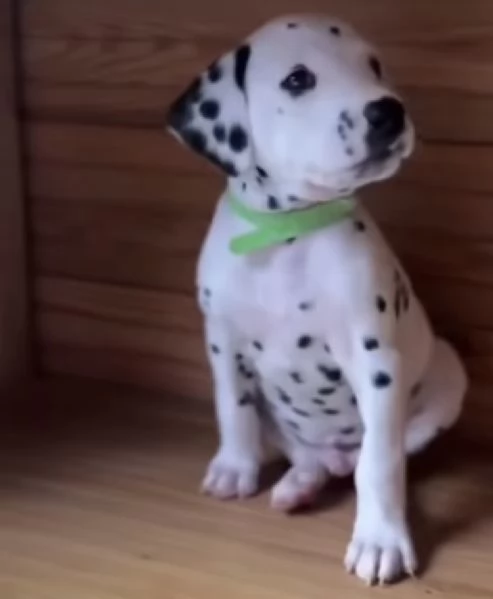 Dalmata  (cuccioli maschio e femmina) | Foto 0