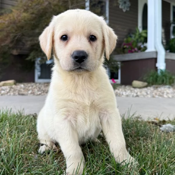 Labrador (cuccioli maschio e femmina) | Foto 0