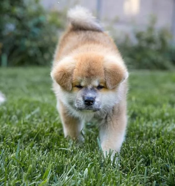 Akita inu  (cuccioli maschio e femmina)
