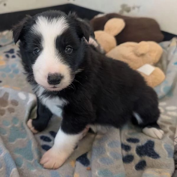 Border Collie (cuccioli maschio e femmina)